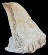 Unusual Fossil Fossil Fish (Brychaetus) Teeth - Morocco #50536-2